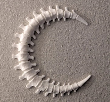 Spinal Moon Wall Decoration